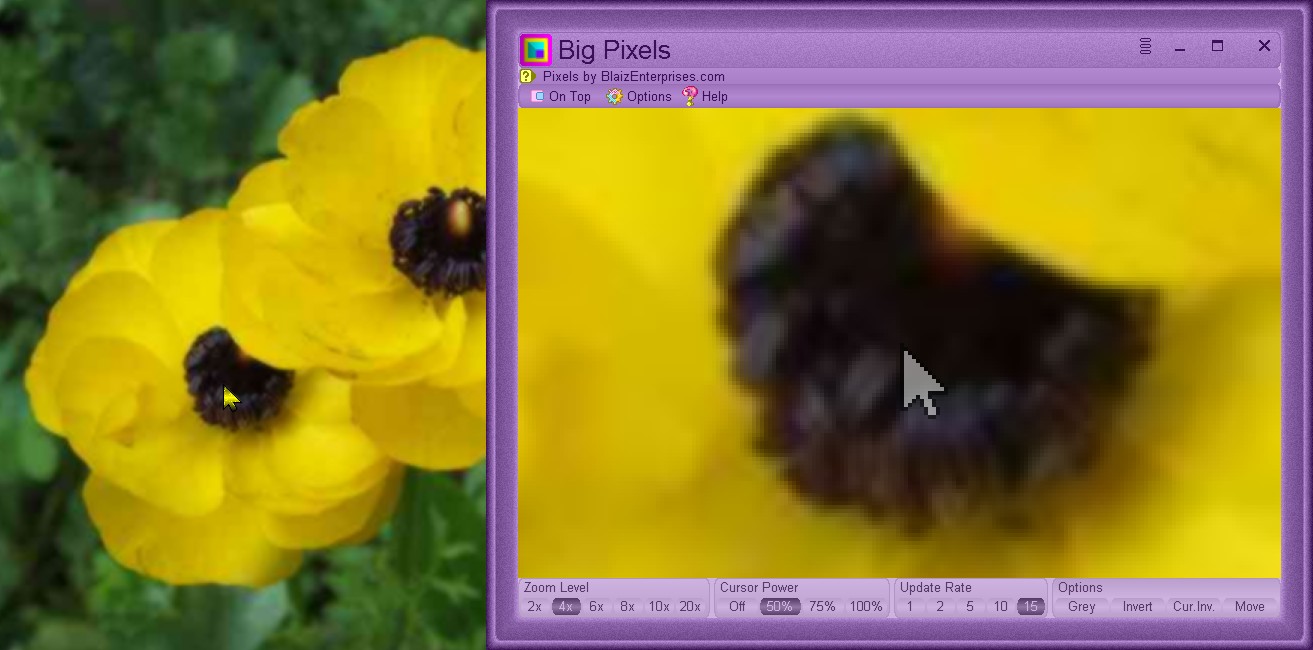 Close up view of flowers using 4x zoom